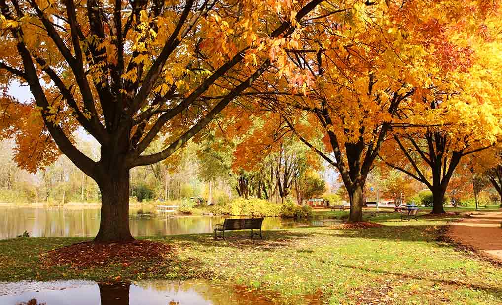 Trees with autumn leaves by a river in a park