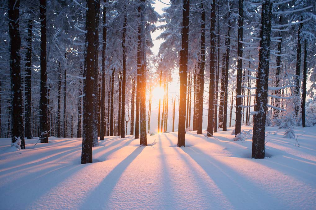 A forest showing the sun shining through and over the snow