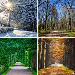 Holiday schedules 4 images of the same tree linked walkway in 4 different season