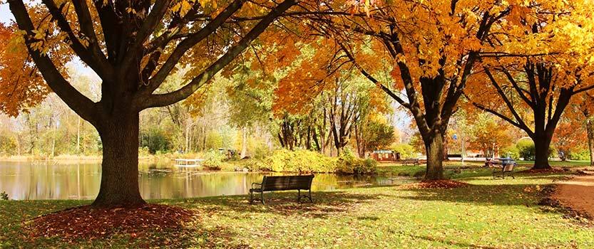 Trees with autumn leaves by a river in a park
