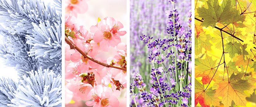 Collage showing nature images from each season